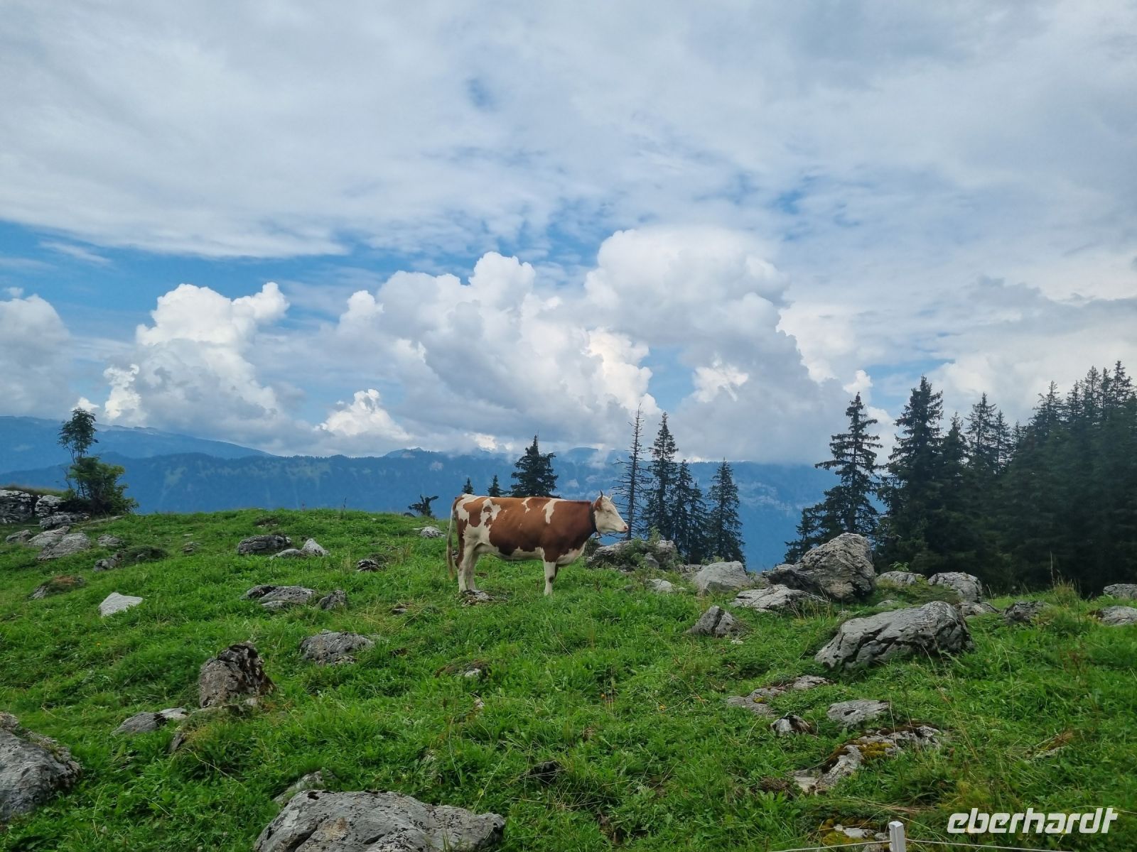 Fahrt von der Schynigen Platte nach Wilderswil... 