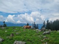 Fahrt von der Schynigen Platte nach Wilderswil... 