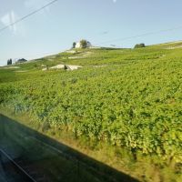 Fahrt durch die Weinberge