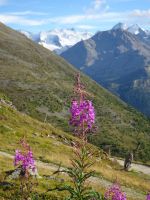 Idylle mit Berninagruppe...