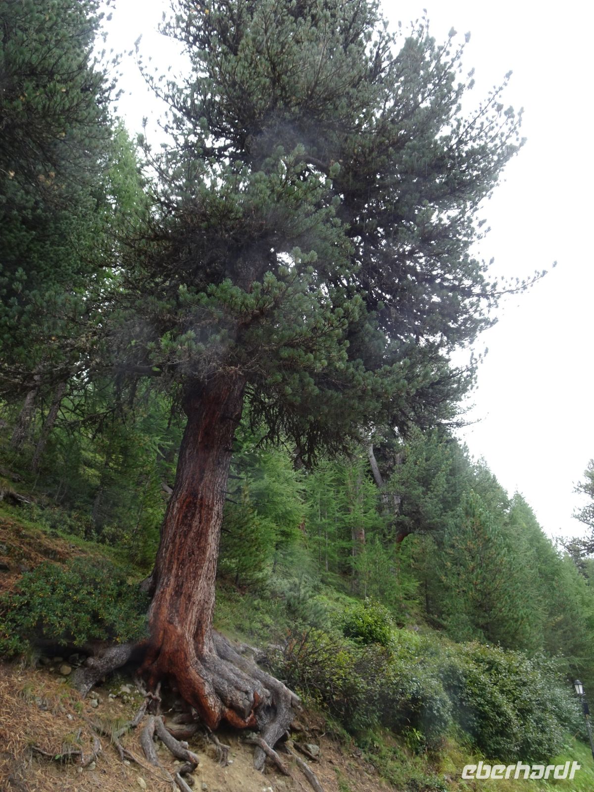 ... mit prächtiger Zirbe, auch Arven genannt