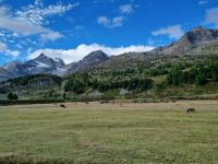 Fahrt mit dem Bernina-Express...