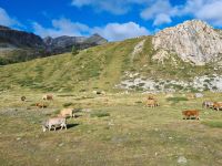 Fahrt mit dem Bernina-Express...
