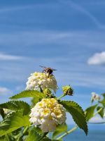 113 Montreux Uferpromenade