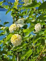 115 Montreux Uferpromenade