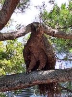 117 Montreux Uferpromenade - riesiger künstlicher Vogel