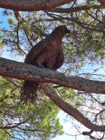 118 Montreux Uferpromenade - riesiger künstlicher Vogel