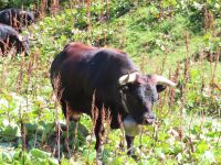 188 Bettmeralp - Eringerkuh