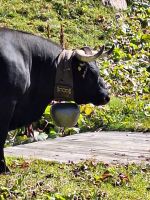 188.1 Bettmeralp - Eringerkuh