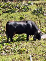 191 Bettmeralp - Eringerkuh