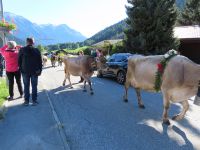 197 Fieschertal - Alpabzug