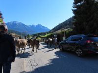 198 Fieschertal - Alpabzug