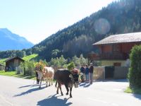 199 Fieschertal - Alpabzug