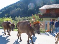 202 Fieschertal - Alpabzug