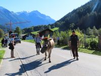 205 Fieschertal - Alpabzug