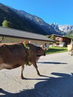 206 Fieschertal - Alpabzug