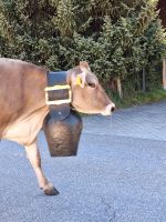 207 Fieschertal - Alpabzug