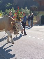 208 Fieschertal - Alpabzug