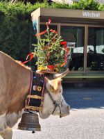 210 Fieschertal - Alpabzug