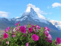 265 Zermatt - Auf Sunnega - Blick zum Matterhorn