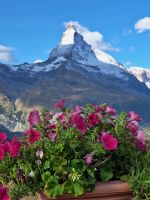266 Zermatt - Auf Sunnega - Blick zum Matterhorn
