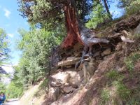 286 Zermatt - Wanderung von Blauherd nach Sunnegga - Arve