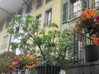 Thun: Feigenbaum in der Oberen Hauptgasse