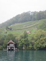 Weinberge um Spiez