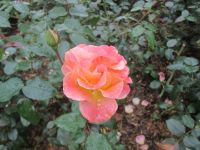 Farbtupfer an einem grauen Regentag in Interlaken