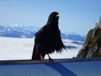 aufmerksamer Beobachter