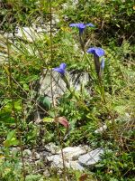 ... letzte Blumengrüße...