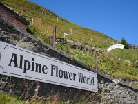 ...Schynige Platte, Alpengarten...