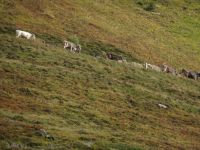Almabtrieb längs der Fahrstrecke 