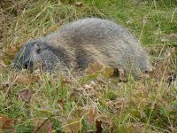 Diensthabendes Murmeltier