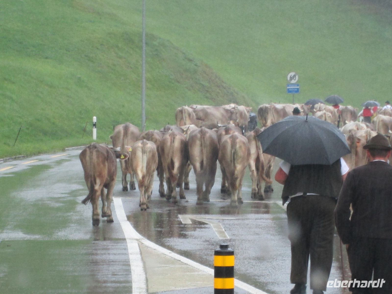 Almabtrieb auf unserer Fahrt nach St. Gallen