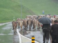 Almabtrieb auf unserer Fahrt nach St. Gallen