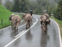 auf dem Rückweg zur Schwägalp, Almabtrieb