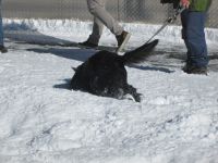 der Vierbeiner genießt den Neuschnee