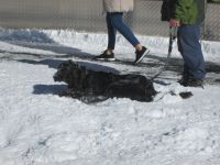 der Vierbeiner im Neuschnee