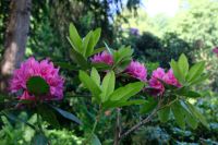 Auch Rhododendron sind zu sehen 