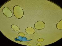 Emmentaler Schaukäserei in Affoltern - digitionelle Tour 