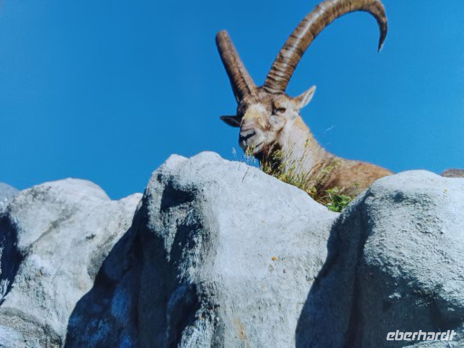 Vertreter der Steinbockkolonie vom Pilatus