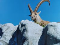 Vertreter der Steinbockkolonie vom Pilatus