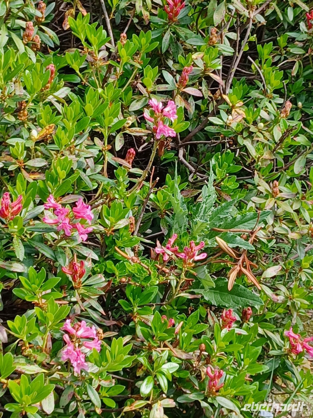 Alpenröschen am Wegesrand von Zermatt