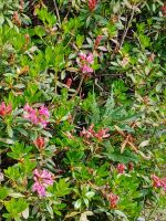 Alpenröschen am Wegesrand von Zermatt