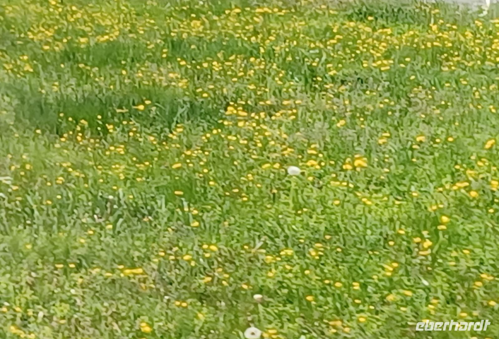 Blumige Wiesen soweit das Auge blicket