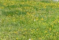 Blumige Wiesen soweit das Auge blicket