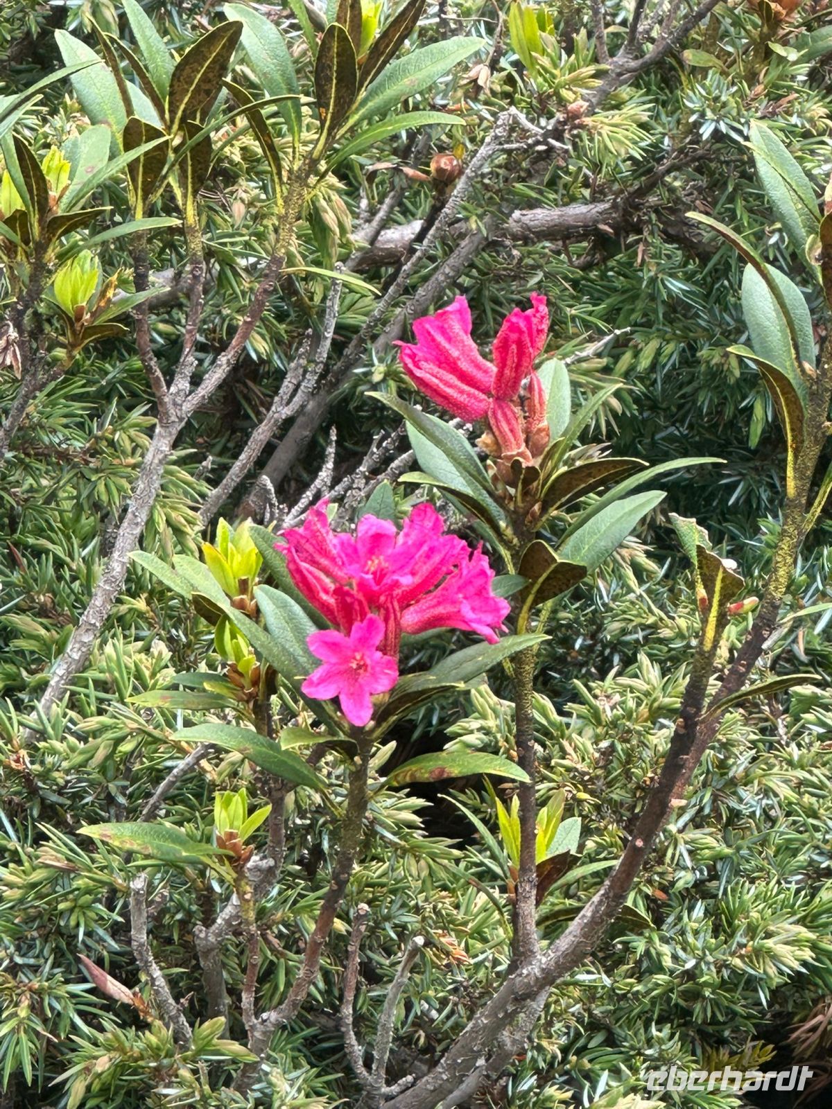 Das Alpenröschen darf nicht fehlen