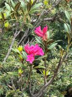 Das Alpenröschen darf nicht fehlen