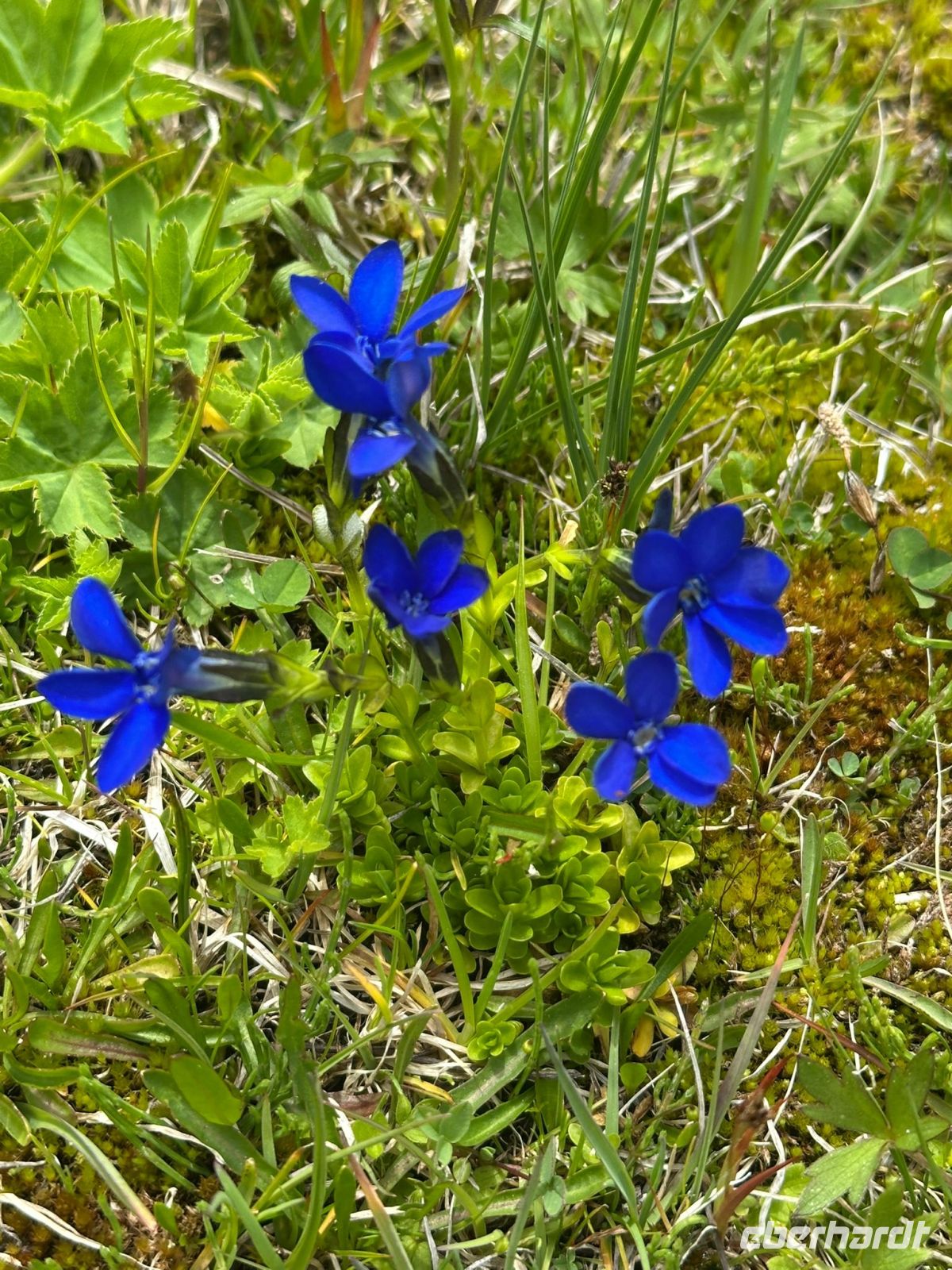 Der Enzian bringt die starke Farbe in die Natur